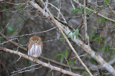 Ferruginous Pygmy-Owl