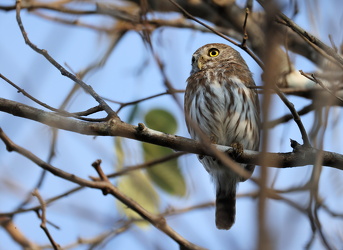 Ferruginous Pygmy-Owl