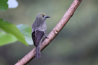 Palm Tanager