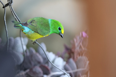 Blue-naped Chlorophonia