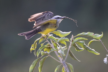 Tropical Kingbird